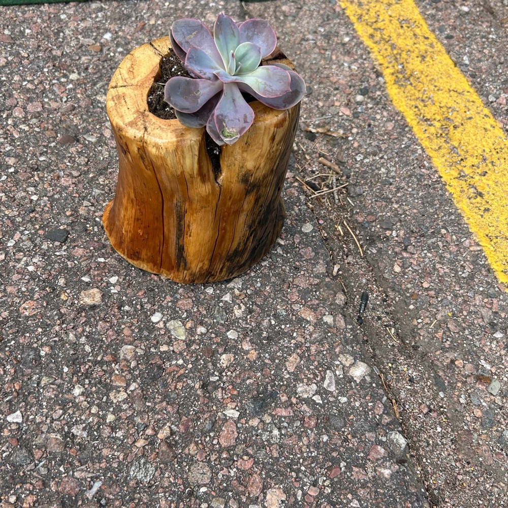 Rustic Wooden Planter with Succulent